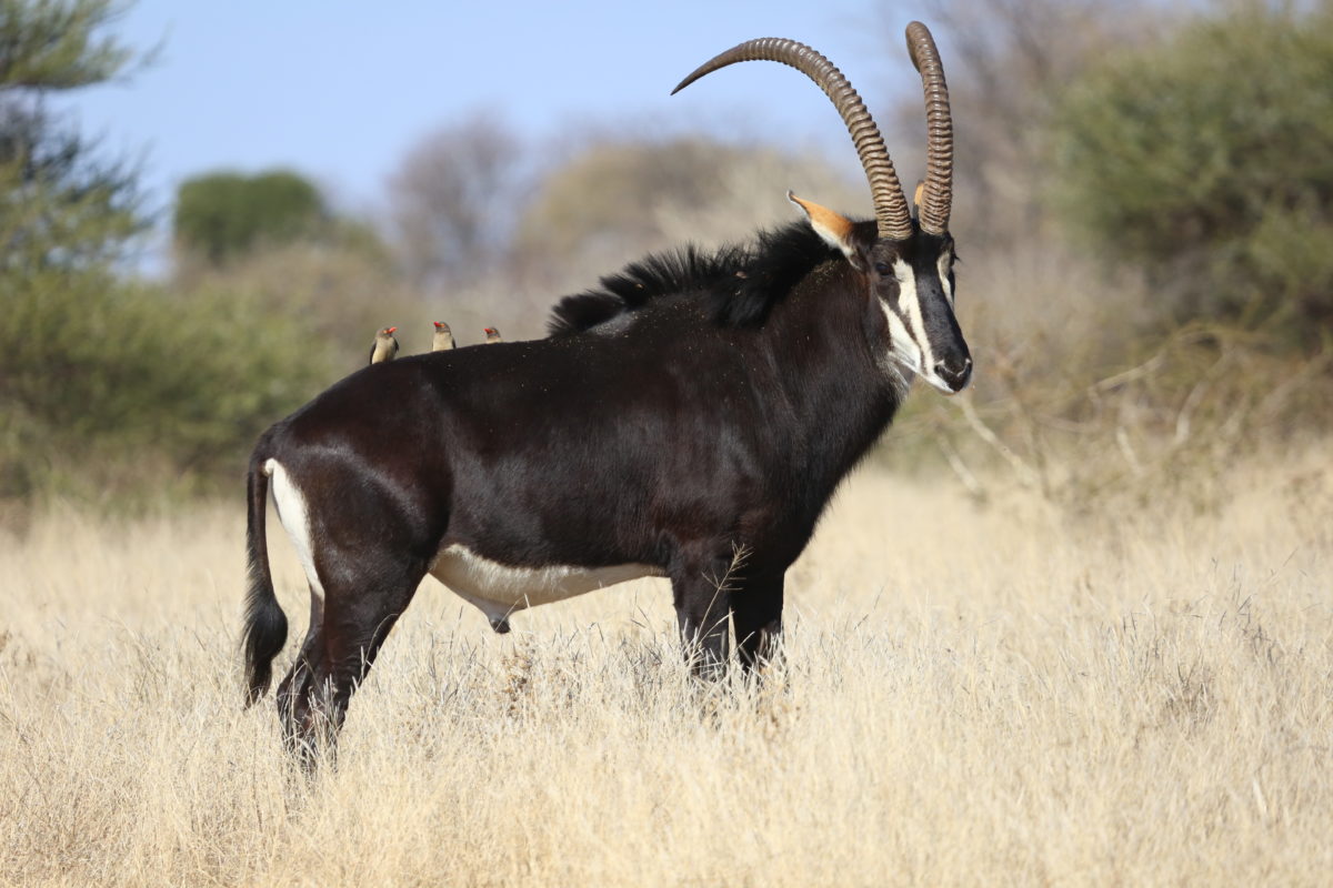 SABLE ANTELOPE - Hippotragus niger - Safari Guide | A Guide for East ...