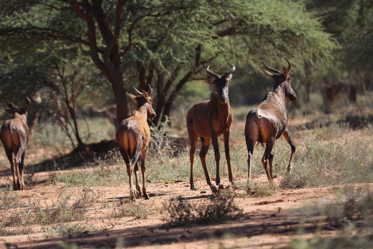 tsessebe safari international