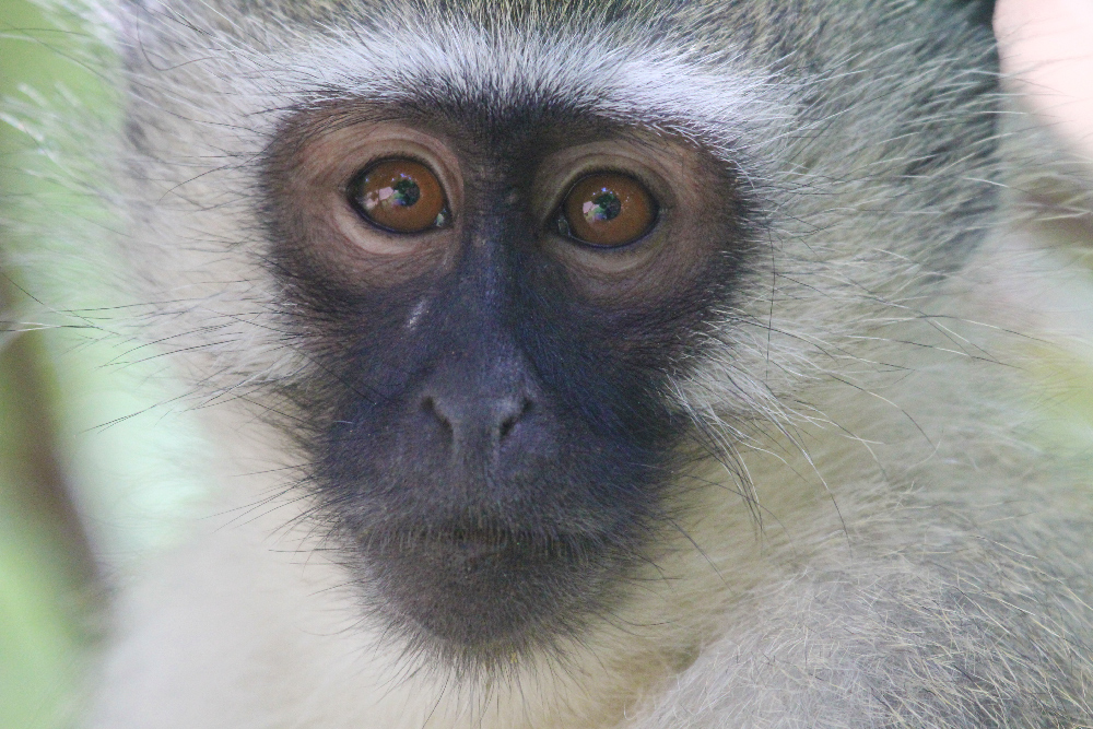 VERVET MONKEY - Cercopithecus aethiops - Safari Guide | A Guide for ...