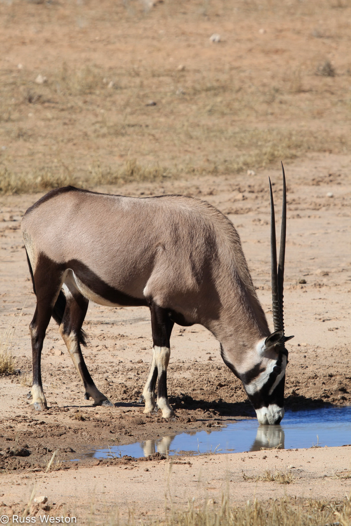 ORYX - Oryx Gazella - Safari Guide | A Guide for East and Southern ...