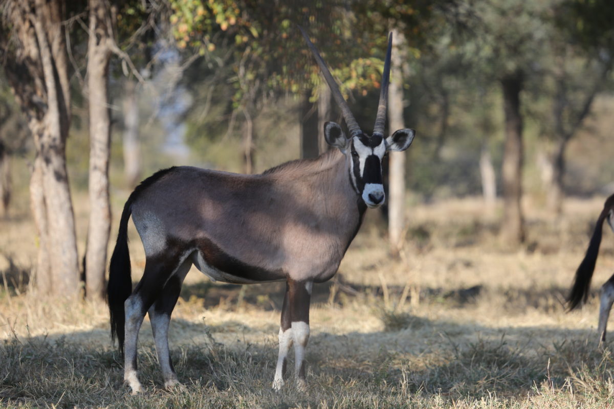 ORYX - Oryx Gazella - Safari Guide | A Guide for East and Southern ...