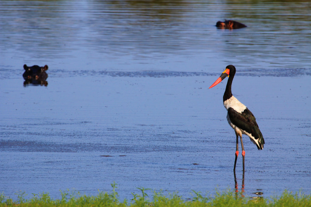 Caprivi Region - Safari Guide | A Guide for East and Southern Africa ...