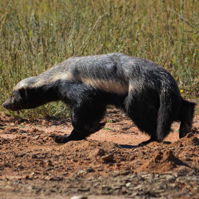 HONEY BADGER - Millivora capensis - Safari Guide | A Guide for East and ...