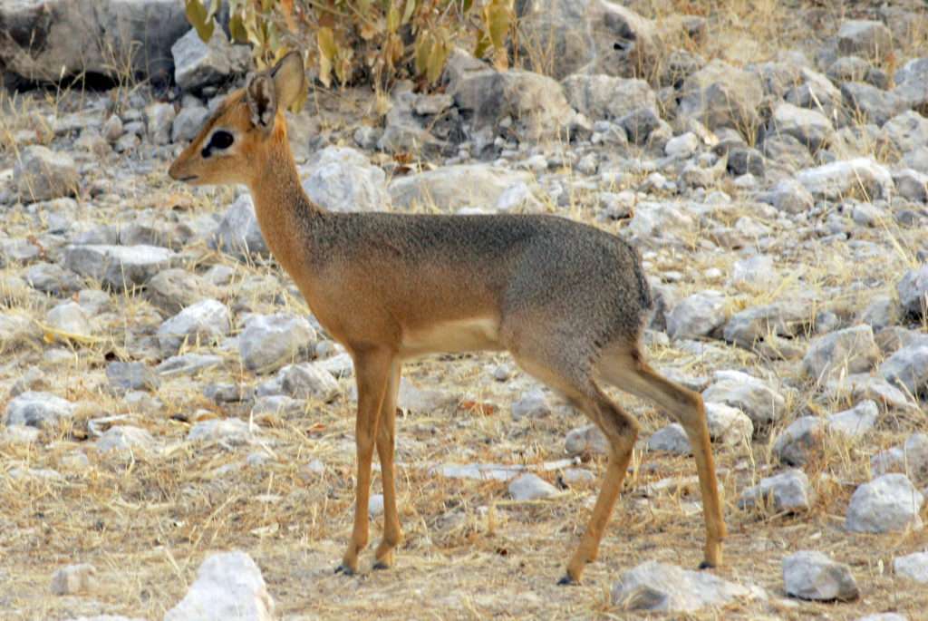 DAMARA DIK-DIK - Madoqua kirkii - Safari Guide | A Guide for East and ...