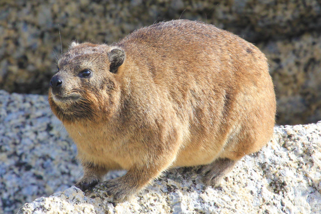 ROCK HYRAX - Procavia capensis - Safari Guide | A Guide for East and ...