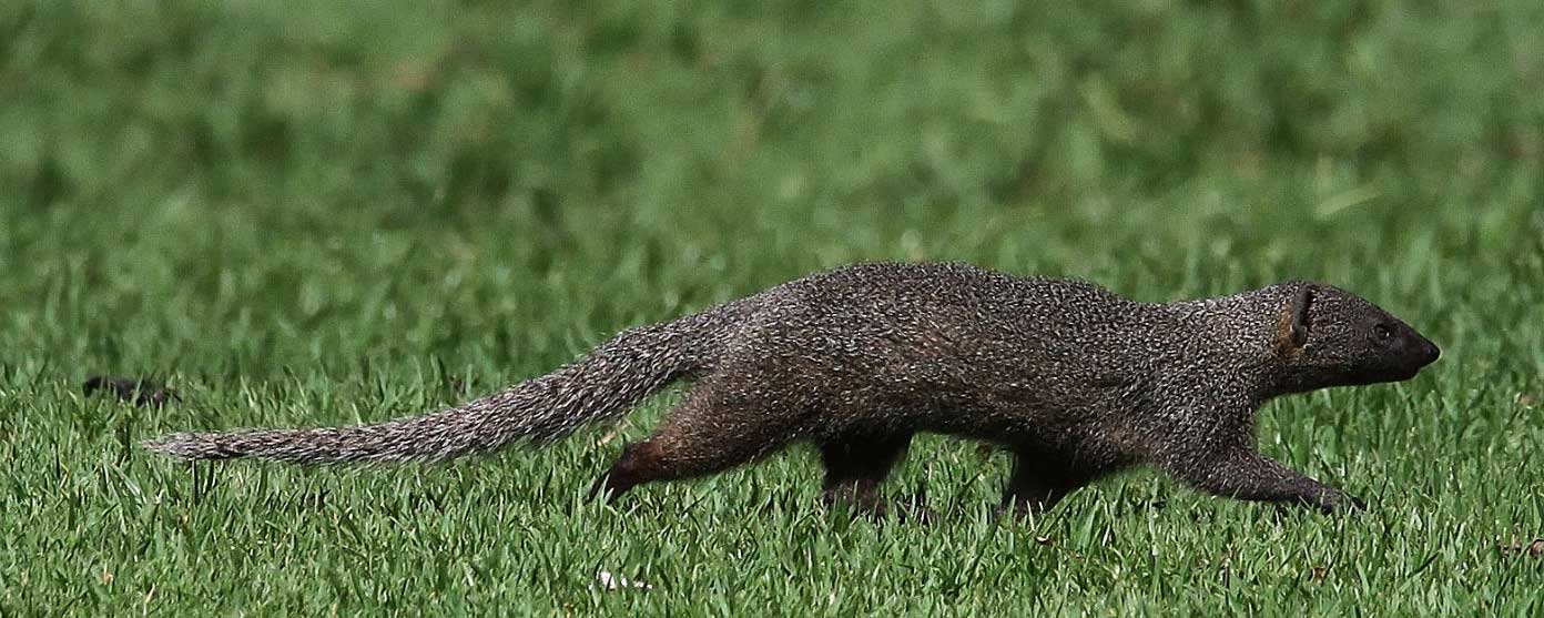 Grey Mongoose Small Galerella Pulverulenta Safari Guide A Guide