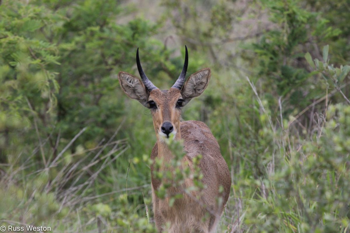 REEDBUCK - Redunca arundinum - Safari Guide | A Guide for East and ...