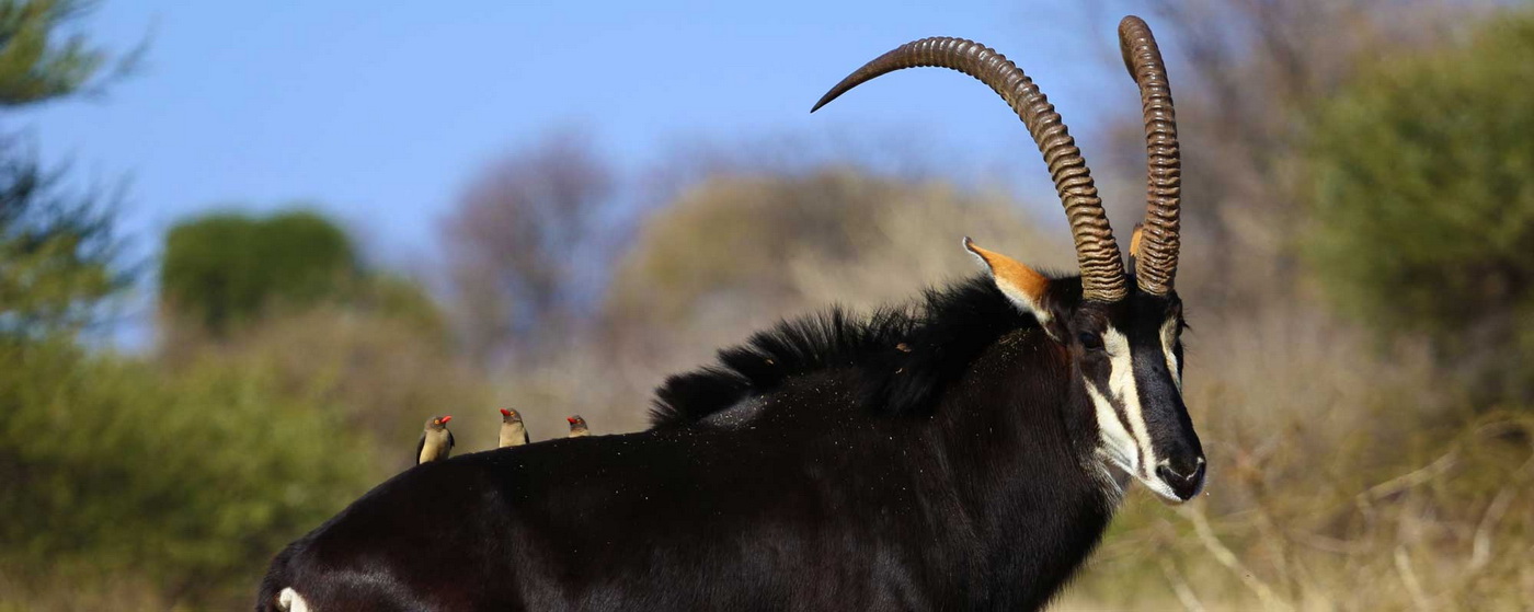 SABLE ANTELOPE - Hippotragus niger - Safari Guide | A Guide for East ...