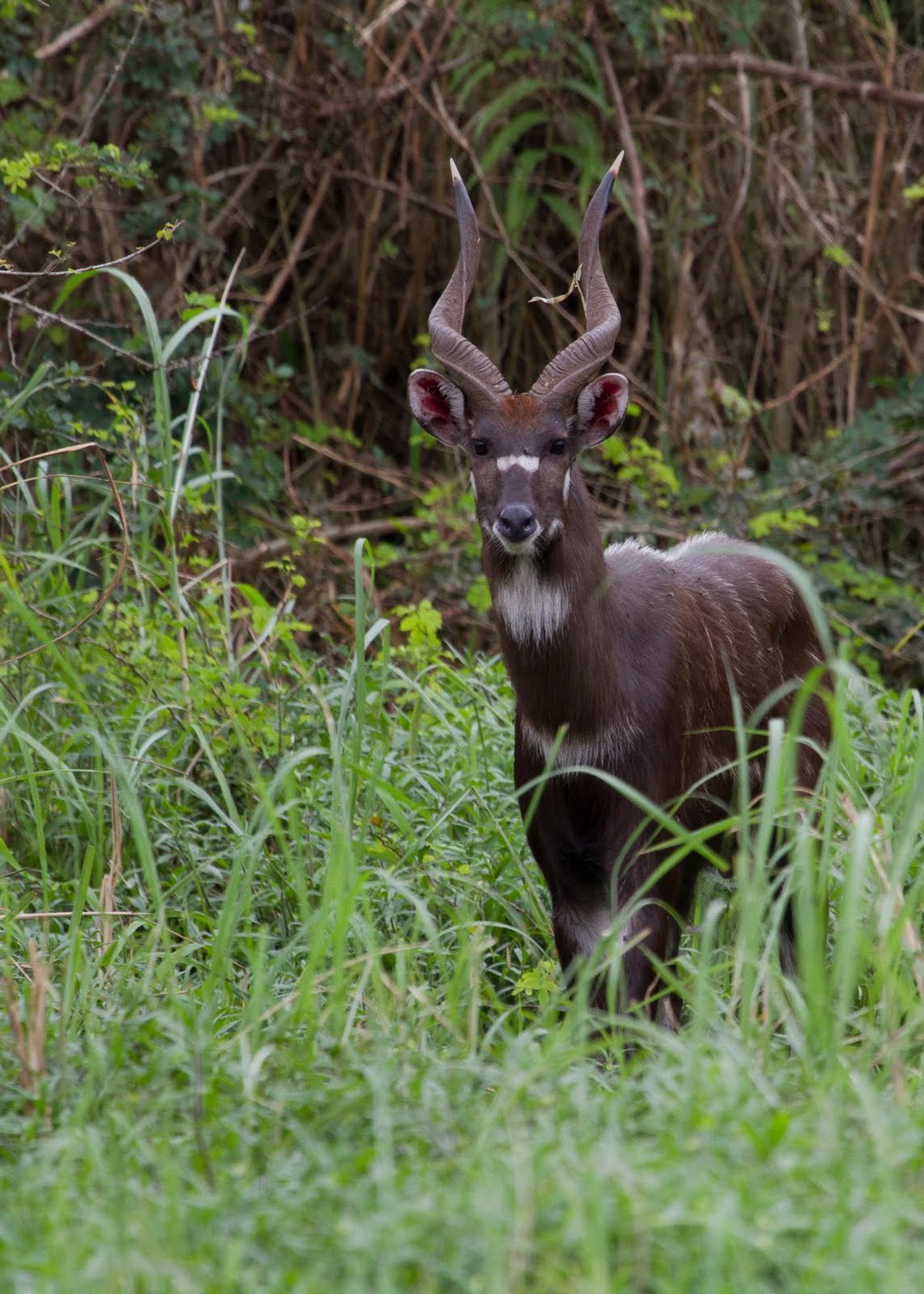 sitatunga safaris south africa