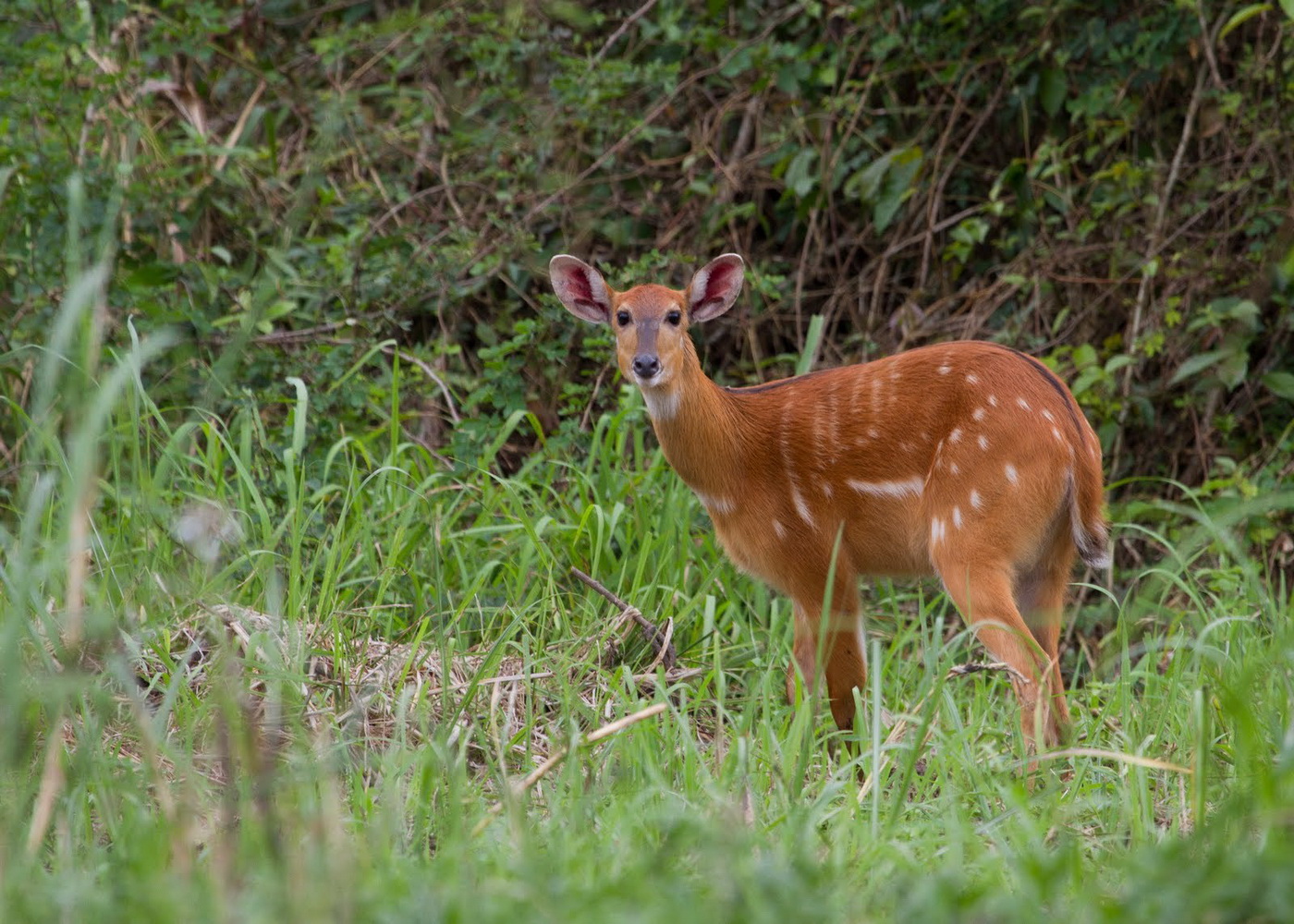 sitatunga safaris south africa