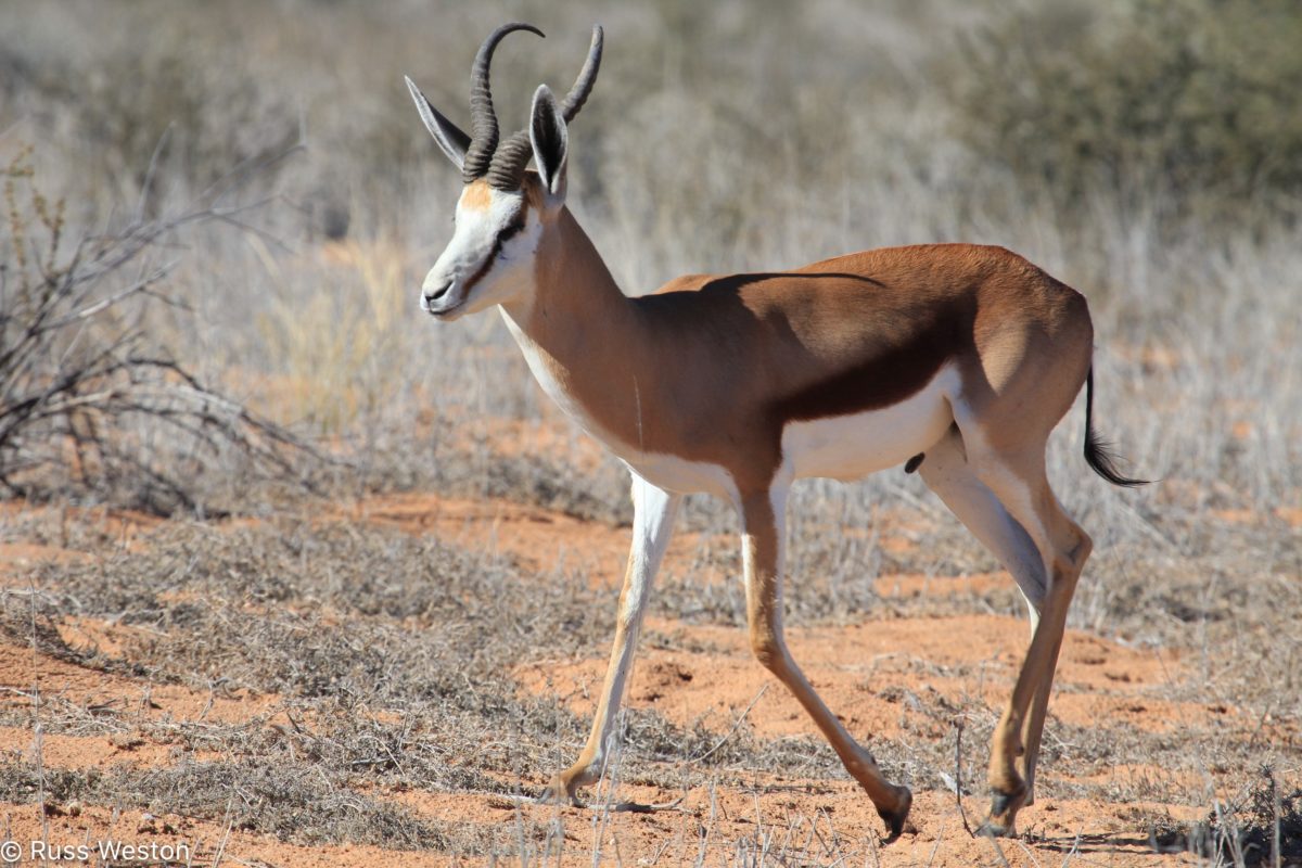 SPRINGBOK - Antidorcas marsupialis - Safari Guide | A Guide for East ...