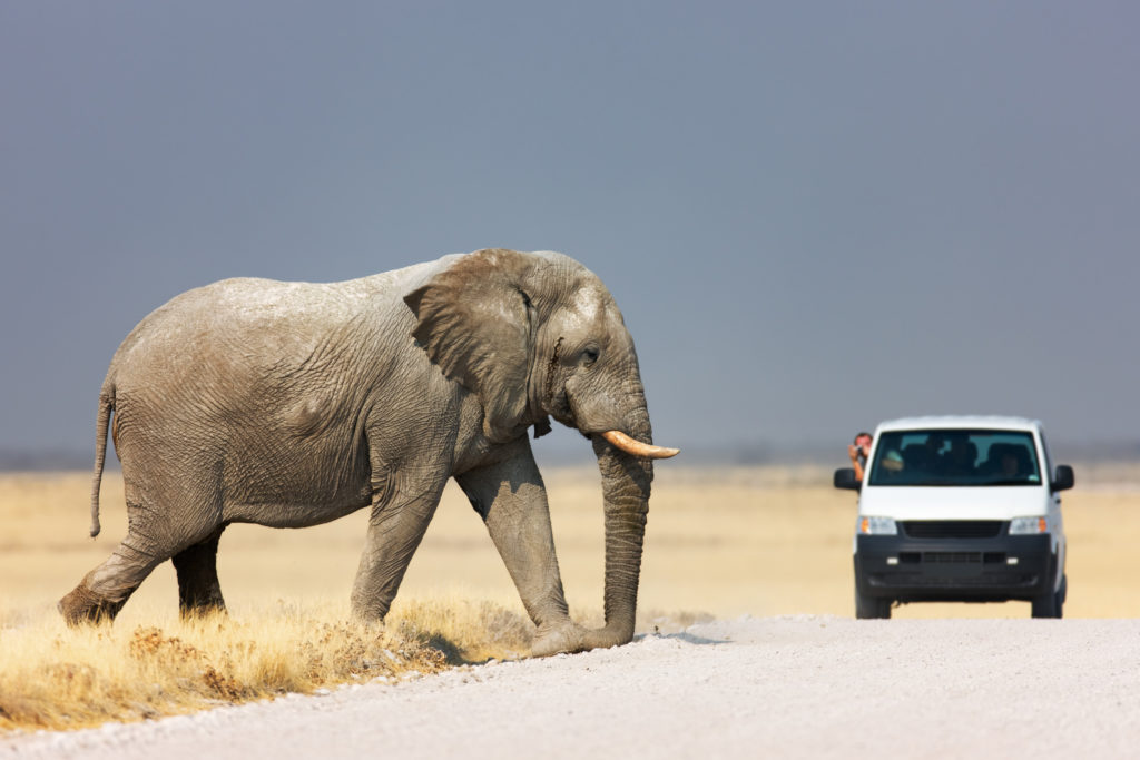 Etosha National Park - Safari Guide | A Guide for East and Southern ...